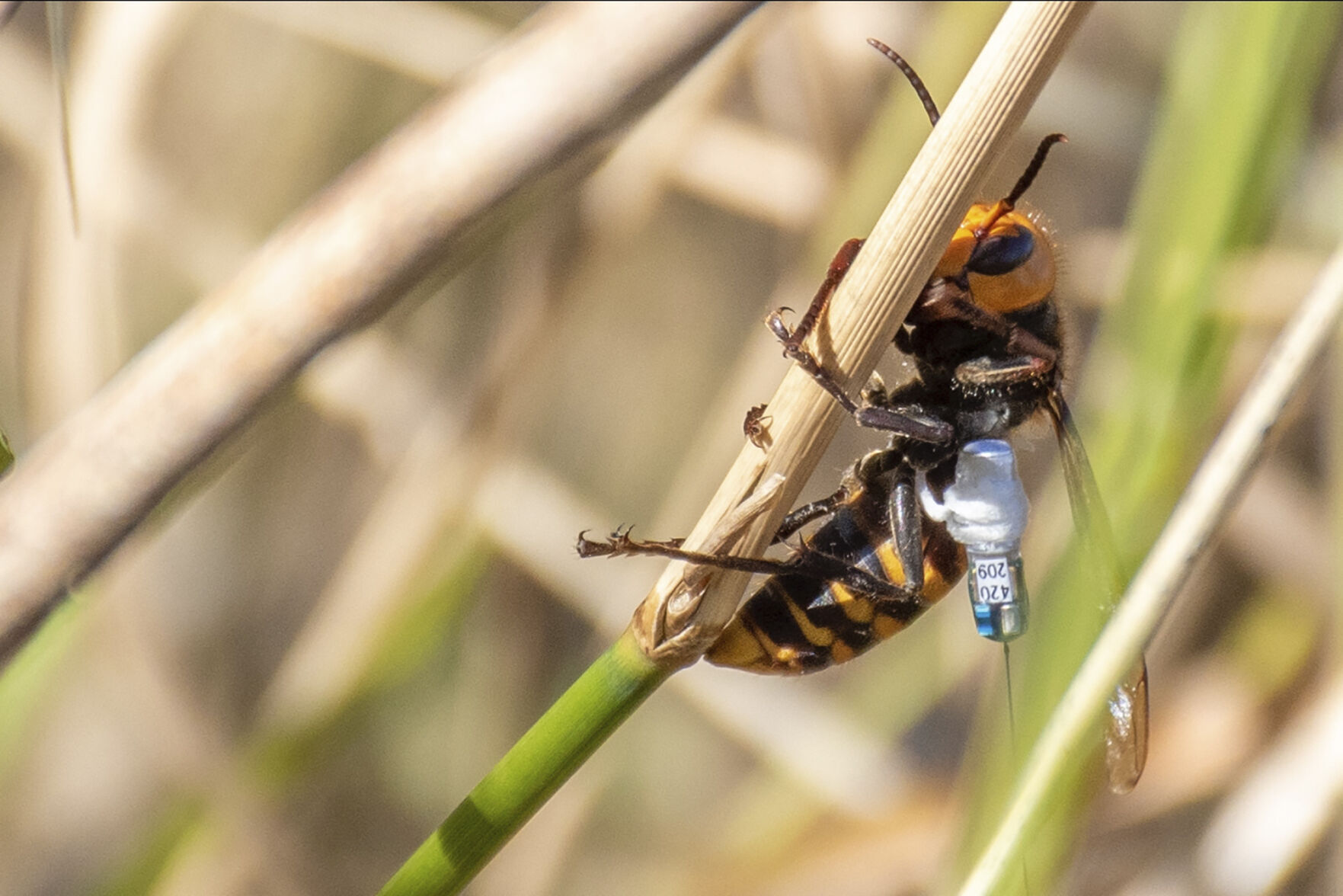 Murder Hornets Nest
